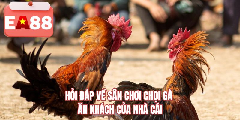 Hỏi đáp về sân chơi chọi gà ăn khách của nhà cái