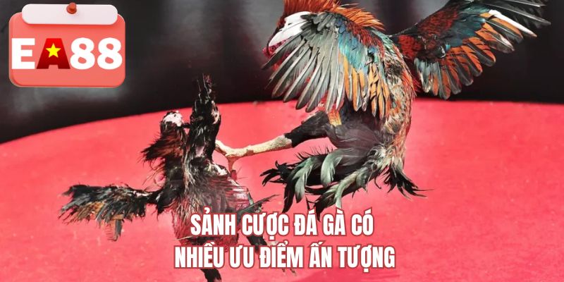 Sảnh cược đá gà EA88 có nhiều ưu điểm ấn tượng