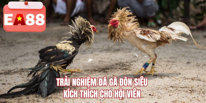 Trải nghiệm đá gà đòn siêu kích thích cho hội viên